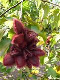Jardín Botánico de Caguas - CAGUAS